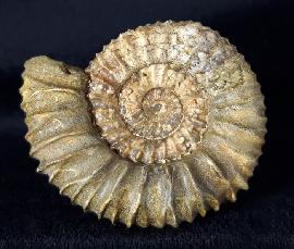 Ammoniten - Russland - Pavlovia pavlovi (MICHALSKY 1890)